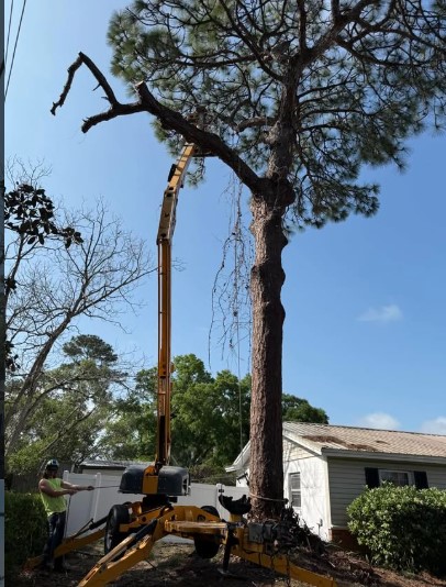 Boardman Lawncare tree removal and stump clearing