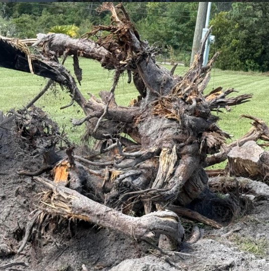 Boardman Lawncare tree removal and stump clearing
